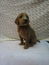 McCoy Goldendoodles